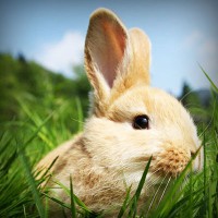 /album/journal-des-enfants-du-monde/photolia-a03-jpg/